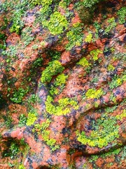 Green moss on red granite. Geology. Macro.