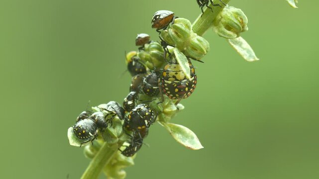 Close-up footage of a green skunk beetle colony.