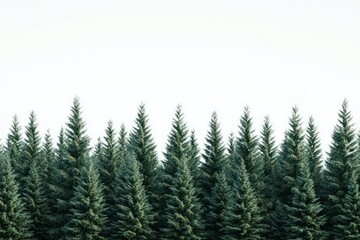 Fototapeta premium Evergreen forest, winter sky, treetops, nature, background, website banner