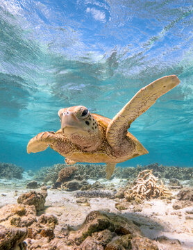 Turtle swimming at Lady Elliot Island on the Great Barrier Reef