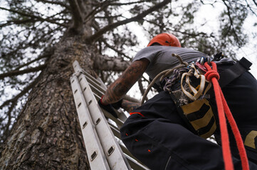 Rope access technician pruning tall trees safely