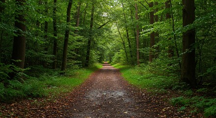Obraz premium A peaceful forest path winds through lush green trees, creating a serene tunnel of nature. The earthy trail, scattered with fallen leaves, invites exploration and tranquility.
