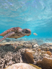 Turtle swimming at Lady Elliot Island on the Great Barrier Reef