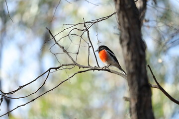 Scarlet Robin Perched on a Tree in Beautiful Nature