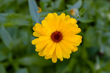 Yellow marigold flower close-up with green leaves in garden setting