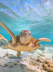 Obraz premium Turtle swimming at Lady Elliot Island on the Great Barrier Reef