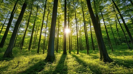 Naklejka premium Sunlight filtering through tall trees in lush green forest scenery
