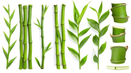 Naklejka premium Collection Of Fresh Green Bamboo Stems And Leaves On White Background
