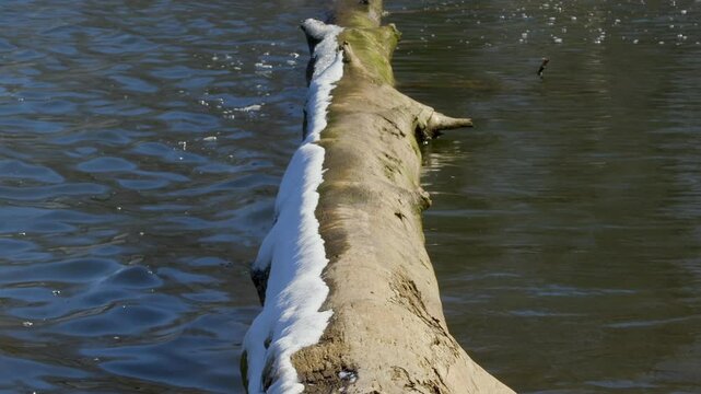 Large, limbless and partially snow covered log from a long dead tree, extends directly out into fresh lake water, like a permanent fixture. Looping video.