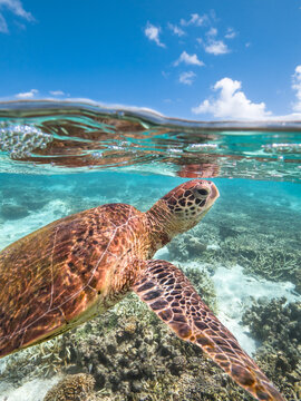 Turtle swimming at Lady Elliot Island on the Great Barrier Reef
