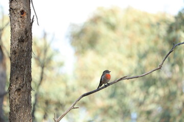 Female Scarlet Robin Perched on a Tree