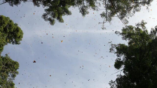 SLOW MOTION ZOOM OUT OF MONARCH BUTTERFLIES