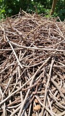 Pile of weathered twigs and branches gathered after pruning in the forest