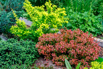 Growing perennial garden bushes of barberry and coniferous plants in a garden plot.