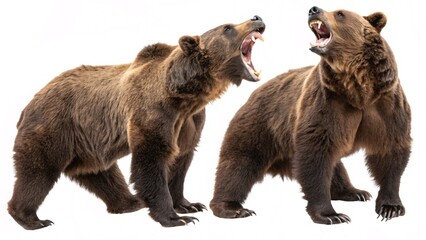 Fototapeta premium Two Brown Bears Roaring: Powerful Display of Wildlife Communication