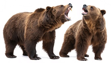 Fototapeta premium Confrontation of the Titans: Two Brown Bears Facing Off