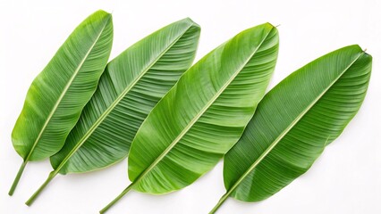 Fototapeta premium Fresh Green Banana Leaves: Natural Tropical Foliage