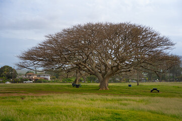 Obraz premium ハワイ 木 大木