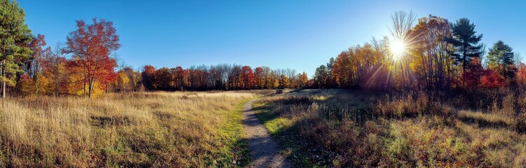 Obraz premium Serene Autumn Landscape with Vibrant Foliage, Gentle Pathway, Sunlight Filtering Through Trees, Clear Blue Sky Above and Golden Grass Below