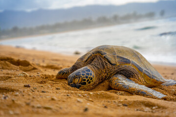 ハワイ　ウミガメ
