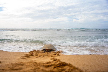 ハワイ　ウミガメ