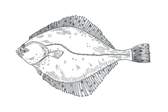 Flounder fish black white vector illustration. Flatfish, Halibut engraving sketch hand drawn. Turbot sea fish painted ink etch art. Brill fish monochrome drawing. Element for label, sign board.