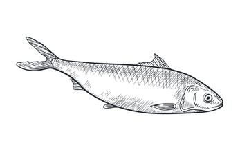 Herring monochrome black white vector illustration. Atlantic fish Shad linear sketch hand drawn. Sardine, smelt sea fish painted ink engraving drawing. Design element for package, label, sign board.