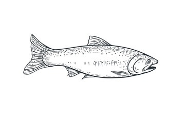 Trout fish black white vector illustration. Salmon monochrome sketch hand drawn. Nerka sea fish painted ink graphic art. Sockeye drawing engraving. Design element for package, label, sign board.