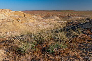 Büschel- oder Steppengras in der Wüste Gobi mit trockener Ebene, Horizont und schönem Wetter,...