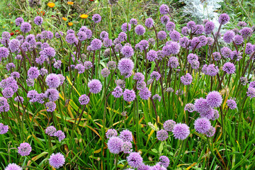 Field of Blooming Purple Allium Flowers in Wild Nature
