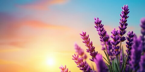 Obraz premium A vibrant sunset illuminates blooming lavender, showcasing shades of purple against a colorful sky, evoking tranquility and beauty.
