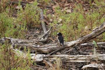 Scarlet Robin Perched on a Tree