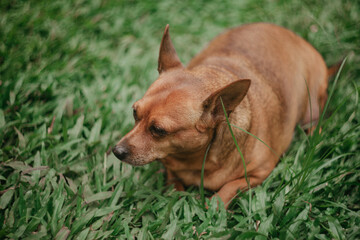 The brown dog sitting in the front yard is the clear subject, with the rest of the yard fading into a soft blur.

