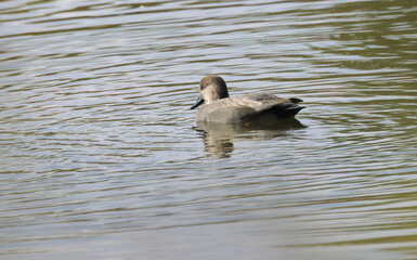 gadwall in the lake, gray water surface, gray cute duck, gadwall swimming on the lake, light waves on the surface, Mareca strepera
