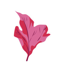 Obraz premium red maple leaf