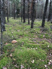 mushrooms in the forest