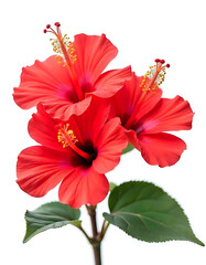 hibiscus flower isolated on white,bright large red hibiscus flower and leaf isolated on white background