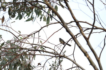 Grey Fantail Perched on a Tree