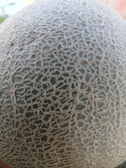 Close-up of a cantaloupe's netted rind. The rind is green and has a rough, textured surface. The image is focused on the intricate details of the rind.