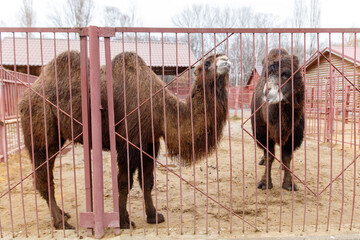 Two camels standing in a pen with a red gate
