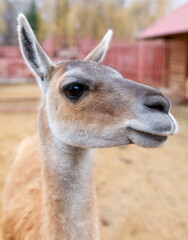 A brown and white animal with a brown nose and a white spot on its face