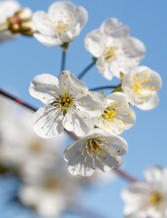 A close up of a white flower with yellow centers
