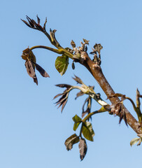 Leaves on walnut tree after frost against blue sky.