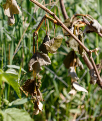Leaves on grapes after frost.