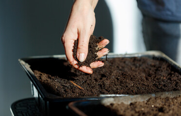 A person is planting a seed in a pot