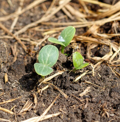 A small plant is growing in the dirt