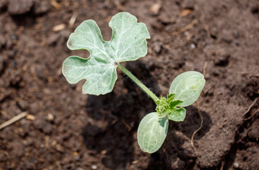 A small plant is growing in the dirt
