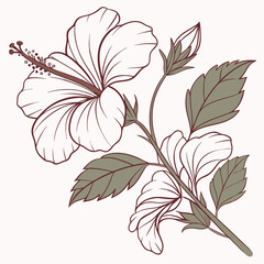 Botanical pink or red hibiscus flower vector design