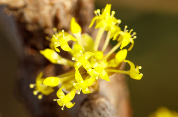 A yellow flower with a brown stem