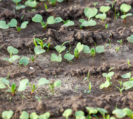 A field of green plants with dirt in between